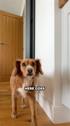 Can I Teach My Dog To Walk Backwards Around Our House #shorts #cockapoo #funnyanimals