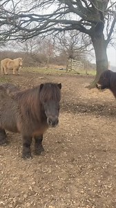 Shetland Pony Club on Reels