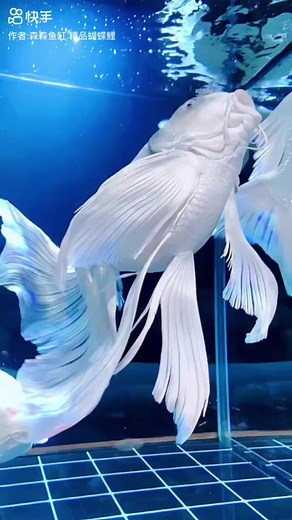 3.5M views · 128K reactions | How impressive are these Platinum Butterfly Koi?! #koi #Japanesekoi #koifish #koipond | Greg Wittstock the Pond Guy | Facebook