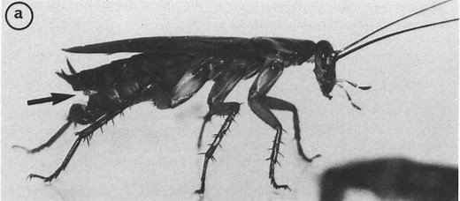 I saw some roaches dancing. What are they doing?