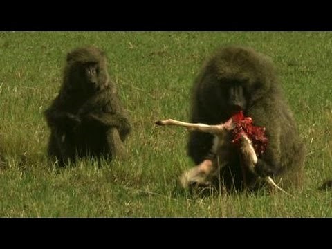 Monkey eats Gazelle alive in front of his mother - Baboon monkeys