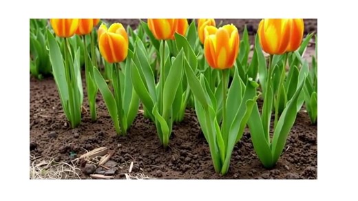 Crocus Vernus Mix: Spring Flower Bulbs, Purple, Yellow, White - Etsy