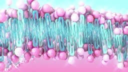 Cell Membrane Phospholipid Structure,Phospholipid bilayer of the cell...