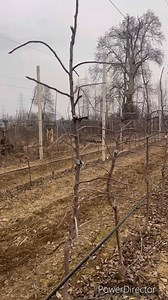 20K views · 266 reactions | Difference of PRUNING & TRAINING in Two Different Apple Varieties Gala & Delicious on M9-T337. Gala Plantation July-2023.Delicious April-2023. For Pruning Tips call:7006160885,7006829174 | Hi-Five Agro Skills | Facebook