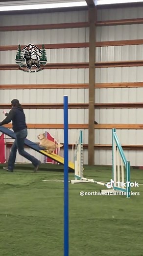 Learning Agility with My Cairn Terrier