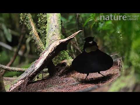 Male Lawes' parotia bird of paradise displaying in a rainforest, Papua New Guinea