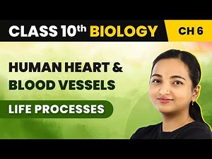 Class 10 Biology Chapter 6 | Human Heart and Blood Vessels - Life Processes