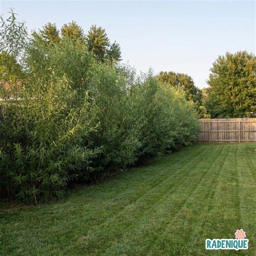 Hybrid Willow Tree Cuttings XXL Thick Stem Stock for Planting, Austree Willow Propagation Cuttings for Hedge or Privacy Use - Etsy
