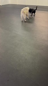 Lainey & Archie | School of Bark LLC -Muskego | Facebook