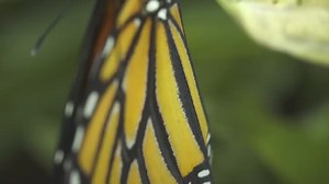 Monarch Butterfly Life Cycle 🦋 #monarchbutterflies #butterflies | Health In Motion