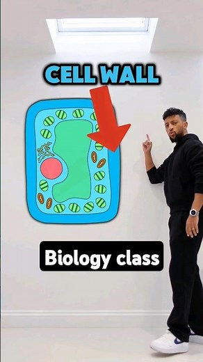 GCSE Biology - Cell Specialisation Rap