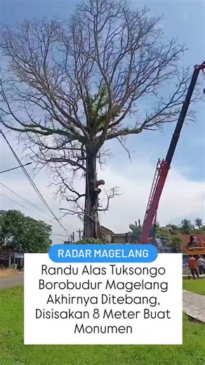 Jawa Pos Radar Magelang on Instagram: "Pemotongan pohon Randu Alas di Tuksongo, Borobudur, Kabupaten Magelang dimulai, Senin (2/2/2026). Dari hasil kajian Ahli Kehutanan UGM, pohon Randu Alas Tuksongo sudah mati dan membahayakan karena rawan tumbang. Diputuskan pohon Randu Alas akan dipotong tapi tidak seluruhnya. Akan disisakan sekitar 8 meter untuk monumen. Randu Alas Tuksongo yang ikonik dan konon sudah berusia 300 tahun tinggal kenangan lur.... Video: Rofik Syarif GP"