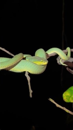 🐍 STUNNING! The MOST Beautiful Snake I've EVER Seen! Rainbow Scales!