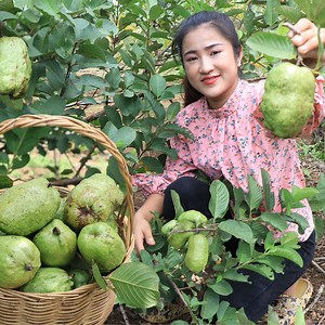 Yummy seedless guava and cooking | Country Chefs