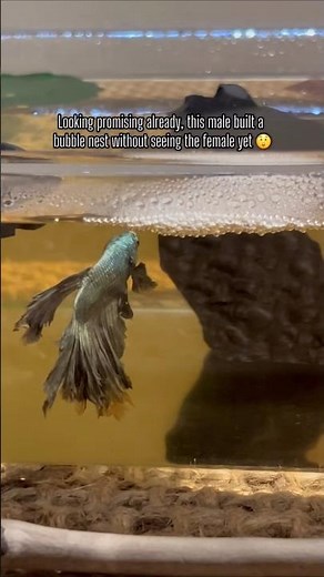 What does it mean when a Betta fish makes a bubble nest.✅🤔❤🥰
