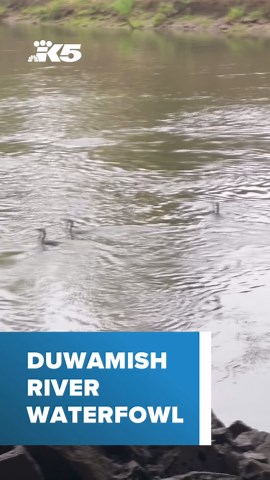 Duwamish River waterfowl frolic in waters