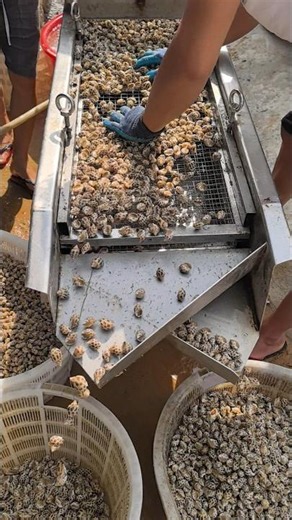 Snail Farm Sorting