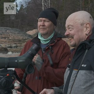 Pääsiäisenä linturetkelle! 🐦😍🎶 Juhien lintukoulussa Laaksonen opastaa Roihaa lintujen tunnistamisessa. Tarkkaile näitä: 🦃 linnun koko 🐦 väri 🐔 nokka 🦆 jalat 🦅 lentorytmi 🐤 liikkuminen maassa 📱 Hyvä apu on myös puhelimeen ladattava Muuttolintujen kevät -sovellus, joka tunnistaa linnun sen laulusta. 🎶 #muuttolintujenkevät | Yle Luonto