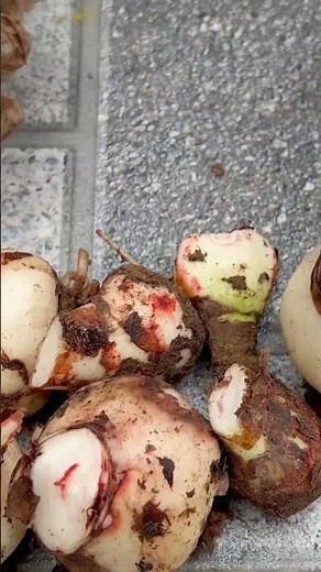 Growing Hippeastrums from bulbs is very simple, ideas for a brilliant blooming garden