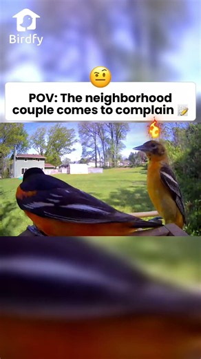 HEY, food?😡 #birdfy #birdfeeder #birds #birding #birdlovers #birdspecies #nature #shorts #funny
