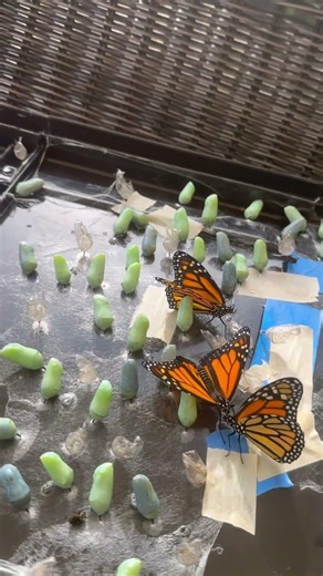 Turning butterfly’s 🦋🧡🤍🖤 #viral #viralshort #viralreels #viralshort #butterfly #monarchs