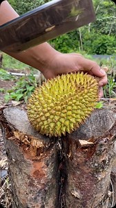 51K views · 309 reactions | Durian super tembaga #reels | Borneo Forester | Facebook