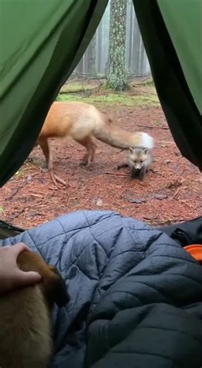 Mom fox abandons her babies in the wild watch their survival story #wildlife #nature #fox