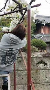 加西ぶどう農園 梨の花が満開なので人工受粉開始