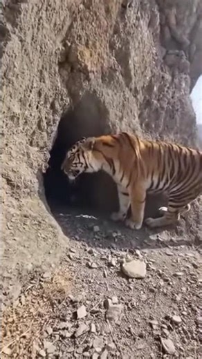 Wild Encounter: Raw Tiger Footage Caught in Chaos