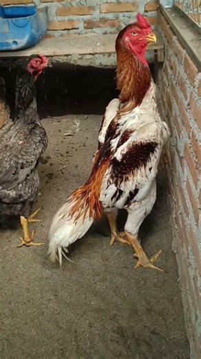 🐓Shamo rooster #birds #roosterfarm #aseelmurga #chicken #cheenaaseel #shamoaseel #ayam