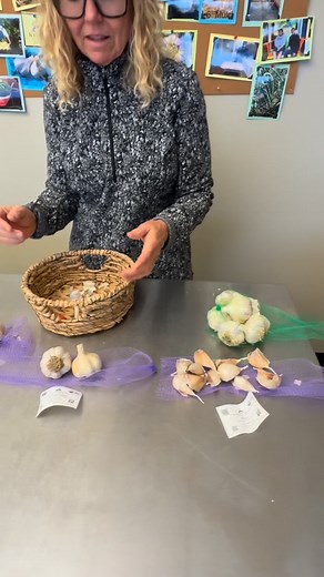 If you haven’t tried roasting your PURPLE STRIPE garlic…well, you’re missing out. 🤤 These are a bit more time-consuming to peel than some of our other garlic varieties, but their delightful flavor makes up for it. Seriously, try roasting up some of your purple stripe garlic this week. You’ll be thanking us later! 🧄✨ #organicgarlic #keenegarlic #homegrowngarlic #fallgarlic #garliclovers | Keene Garlic