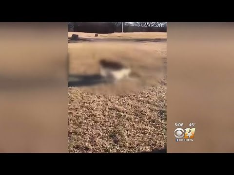 UNT Student Apologizes For Video Showing Dogs Attacking Raccoon