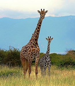 Masai Giraffe Conservation Project