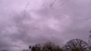 20K views · 1.2K reactions | "I’ve been watching birds for c.30 years, but this has to be one of the highlights for me!" The daily passing of thousands of pink-footed geese as they head inland to feed, is truly a spectacle to behold...  Credit - TW/_joelashton | RSPB | Facebook