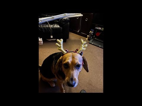 Crazy dog Sunday stroll with Azra #live #livestream #livestreaming #livetipsandtricks #dog #nature