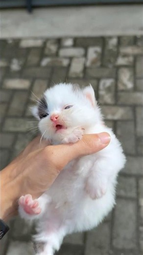 Adop the cute munchkin kitten #catvideos #cat #kitten #kucinglucu