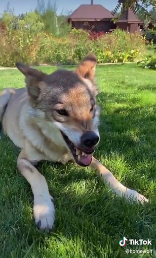 Funny Wolf Compilation - Best Wolf Moments