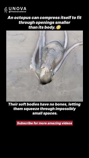 The Craziest Shape-Shifting Creature on Earth 🥶🐙