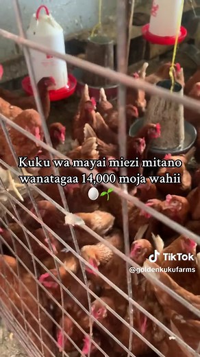 Kuku wa Mayai: Faida za Mkulima wa Kuku
