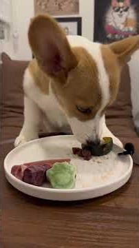 Immersively watching how a starving carrot eats rice. #pets #dog #corgi #dogfood #cute