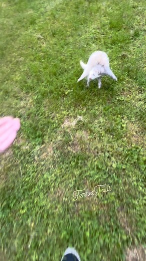This could be the ferret theme song 😂 . . . . #ferret #cuteferrets #funnyferret #ferretlife #ferretlove #carpetshark #happypets #ferretfun #ferretadventures #funnyanimals #ferretvideo #mykidshavepaws #ferretnation #ferretmom | Ferrettails