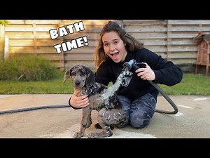 NEW PUPPY GETS HIS FIRST BATH!