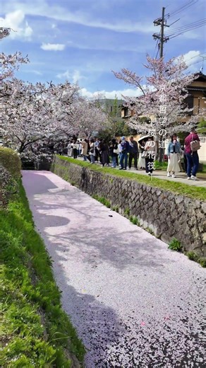 Kyoto Sakura — “Sakura Hanaikada” on the Philosopher’s Path 🌸🌸🌸