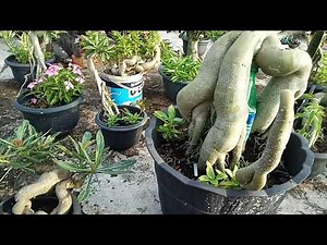 Stek akar dan bonggol adenium