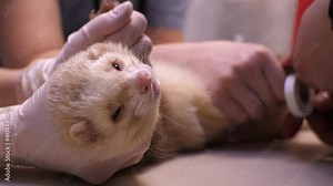 A sick, beautiful white ferret is held while a veterinarian fixes an intravenous catheter on the pet's paw. A sick ferret was brought to a veterinary clinic for treatment. Ferret treatment concept. Stock Video