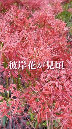 龍峩山地蔵院 雲門寺 松井田 曼珠沙華