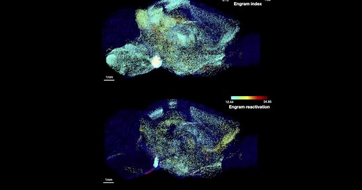 A single memory is stored across many connected brain regions