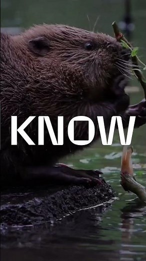 Beaver fact #1: How do beavers build dams?