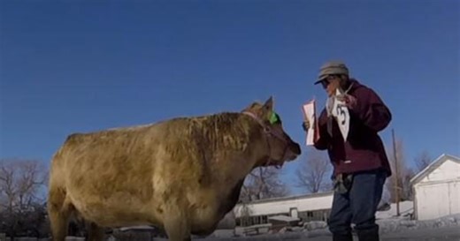 Watch: Ghost the cow sets Guinness World Record by performing 10 tricks in just 60 seconds