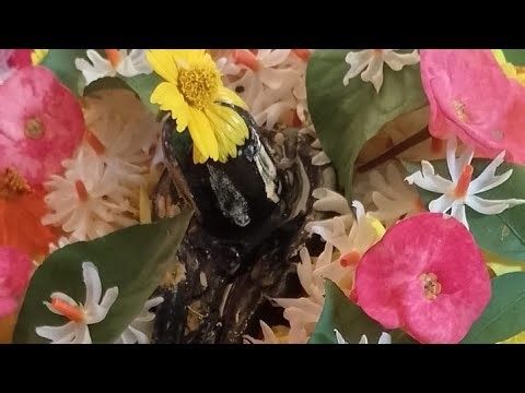 Koshiki Singh Mahadev is live आओ जल्दी जल्दी से सब लोग मौज मस्ती करते हैं